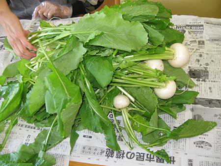 かぶをたくさんいただきました。新鮮なうちに酢漬けにしましょう