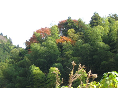 今日の午前中天気が良かったので大棚の滝に紅葉見物に