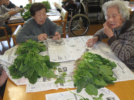 ほうれん草のいただきもの・どんなメニューにしようかな