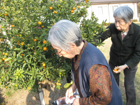 きんかんが採れました。圧力鍋で煮てデザートにしましょう♪
