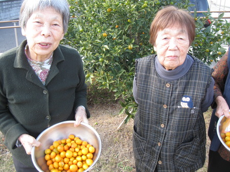 きんかんが採れました。圧力鍋で煮てデザートにしましょう♪