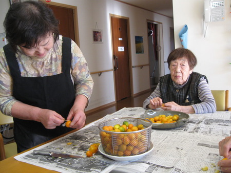 昨日採ったきんかんを圧力で甘く煮るため種を取る作業します