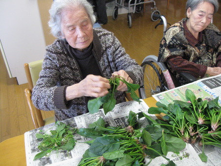 ほうれん草をたくさん頂きました。手分けして下準備