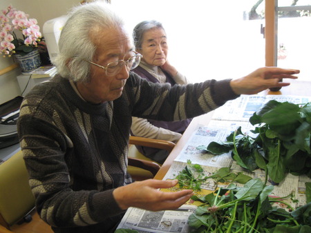 ほうれん草をたくさん頂きました。手分けして下準備
