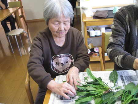 ほうれん草をたくさん頂きました。手分けして下準備