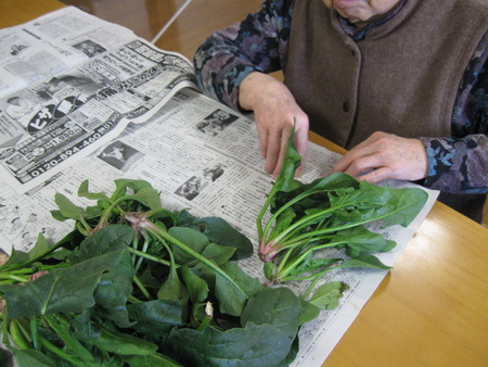 ほうれん草をたくさん頂きました。手分けして下準備