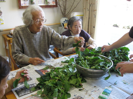 ほうれん草をいただきました。皆さんでした処理をしましょう