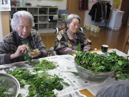 ほうれん草をいただきました。皆さんでした処理をしましょう