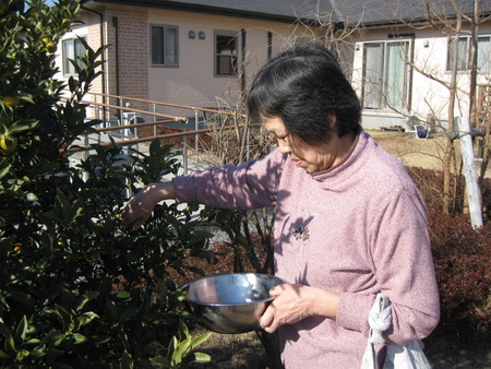 庭で採れた金柑を皆さんでデザートにしましょう　♪♪