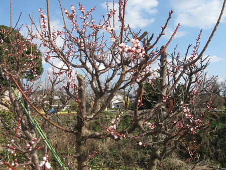2人3脚の菜園・花の会の方々がゴデチャの苗を植えてくれました