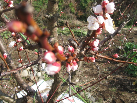 2人3脚の菜園・花の会の方々がゴデチャの苗を植えてくれました