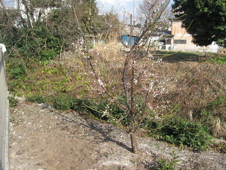 2人3脚の菜園・花の会の方々がゴデチャの苗を植えてくれました