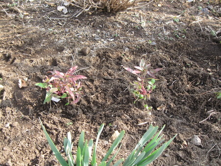 2人3脚の菜園・花の会の方々がゴデチャの苗を植えてくれました
