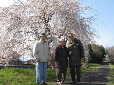 須津川の土手を散策・しだれ桜が満開でした♪♪