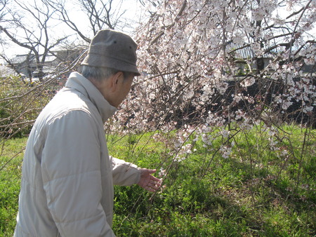 須津川の土手を散策・しだれ桜が満開でした♪♪