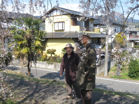 須津川の土手を散策・しだれ桜が満開でした♪♪