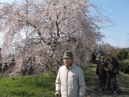 須津川の土手を散策・しだれ桜が満開でした♪♪