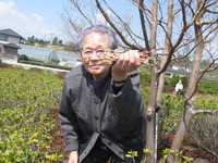 第２陣の方が午後本妙寺へしだれ桜の見学に行ってきました
