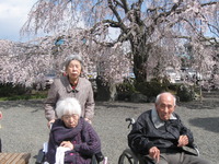 第２陣の方が午後本妙寺へしだれ桜の見学に行ってきました