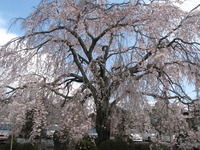 第２陣の方が午後本妙寺へしだれ桜の見学に行ってきました