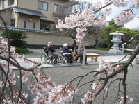 第２陣の方が午後本妙寺へしだれ桜の見学に行ってきました