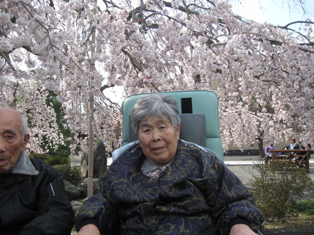 第２陣の方が午後本妙寺へしだれ桜の見学に行ってきました