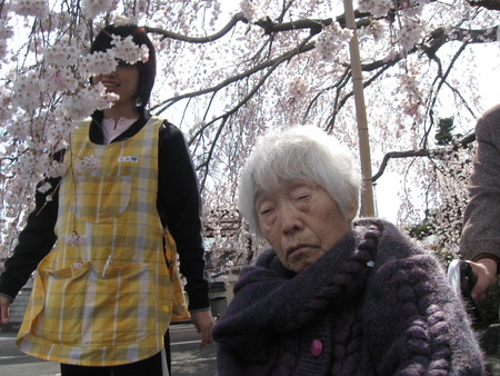 第２陣の方が午後本妙寺へしだれ桜の見学に行ってきました