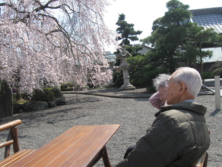 第3陣の利用者様が花見に出かけました。しだれ桜にうっとり