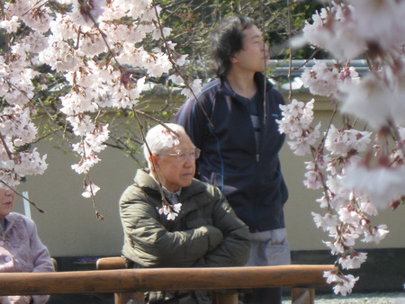 第3陣の利用者様が花見に出かけました。しだれ桜にうっとり