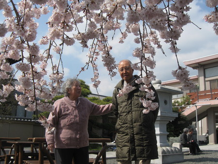 第3陣の利用者様が花見に出かけました。しだれ桜にうっとり