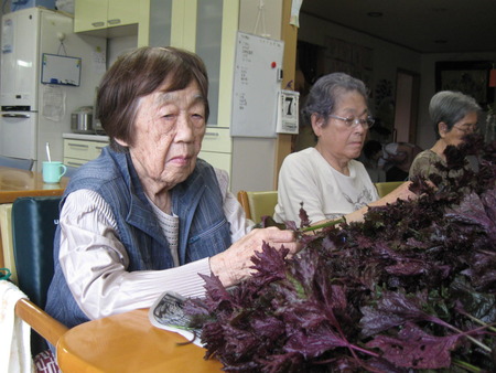 午前中は赤紫蘇ちぎり・梅15キロに漬け込みます。