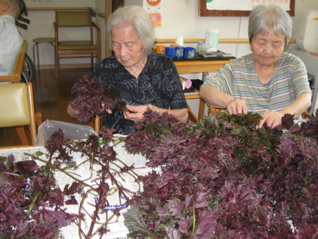 午前中は赤紫蘇ちぎり・梅15キロに漬け込みます。