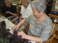 午前中は赤紫蘇ちぎり・梅15キロに漬け込みます。