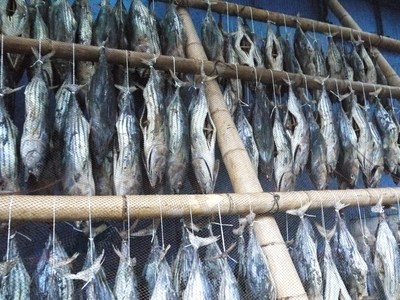 「潮かつお」手に入ったどー