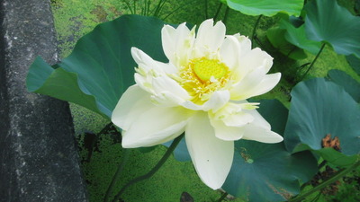 蓮の花がいっぱい咲いたぁー