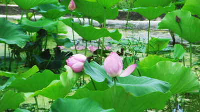 蓮の花がいっぱい咲いたぁー