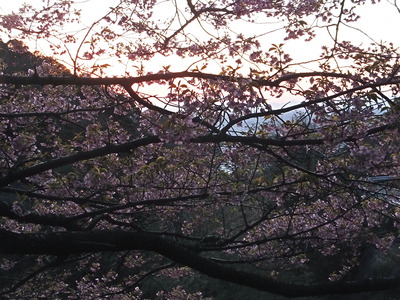 桜と夕焼け！　こりゃぁーむずかしい