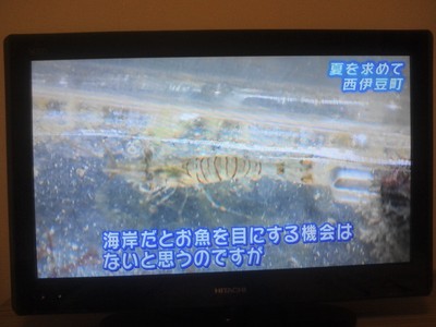 NHKで放送　トンボロ＆グルメ