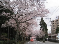 御殿場市：桜まつり・秩父宮記念公園通りの桜