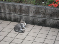 三島市：仔猫・・・親子のきずなはスキンシップで！