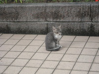 三島市：仔猫・・・親子のきずなはスキンシップで！