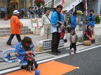 三島市：秋の大通りまつりは、大賑わい
