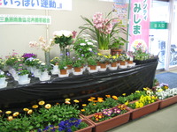 三島市；花いっぱい運動を行っています。