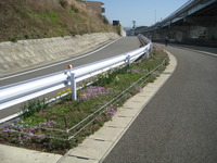 三島市；　東駿河湾環状道路の側道脇の土手が花畑