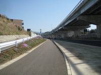 三島市；　東駿河湾環状道路の側道脇の土手が花畑