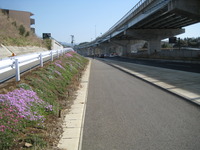三島市；　東駿河湾環状道路の側道脇の土手が花畑
