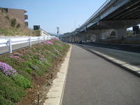 三島市；　東駿河湾環状道路の側道脇の土手が花畑