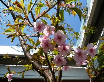 桜日和