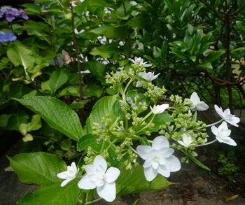 紫陽花～隅田の花火　