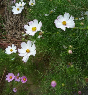 秋桜